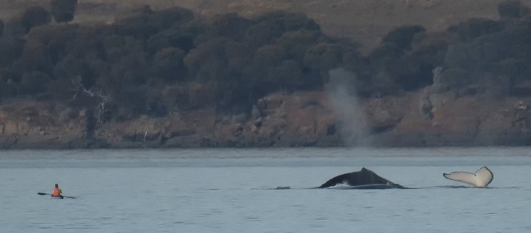 Humpback whales in Derwent estuary June 2019