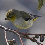 Spotted pardalote