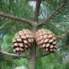 radiata pine