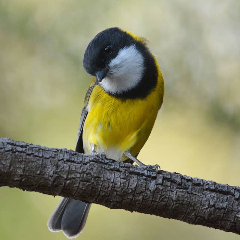 sq-golden-whistler-male