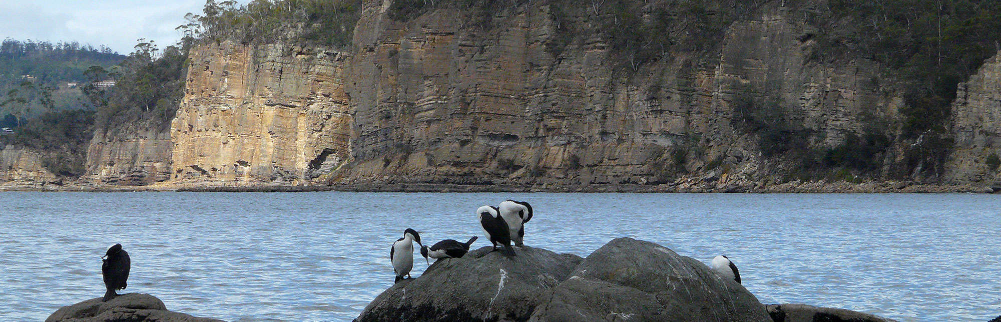 Taroona-cormorants-on-rocks