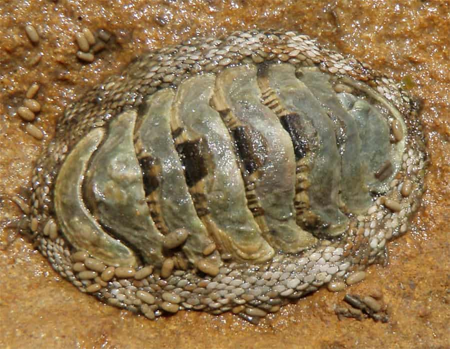 chiton