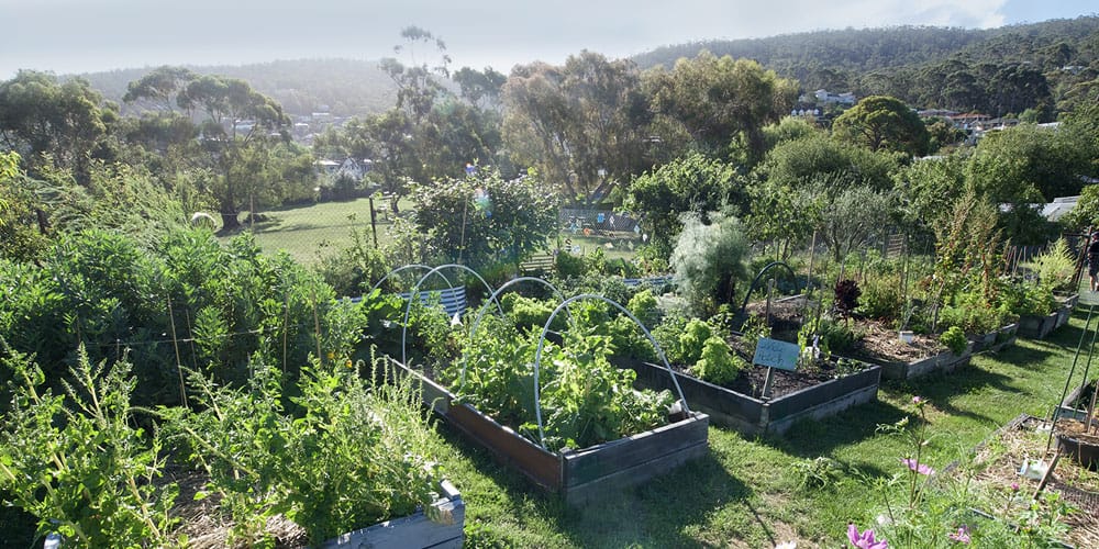 neighbourhood-garden-plots