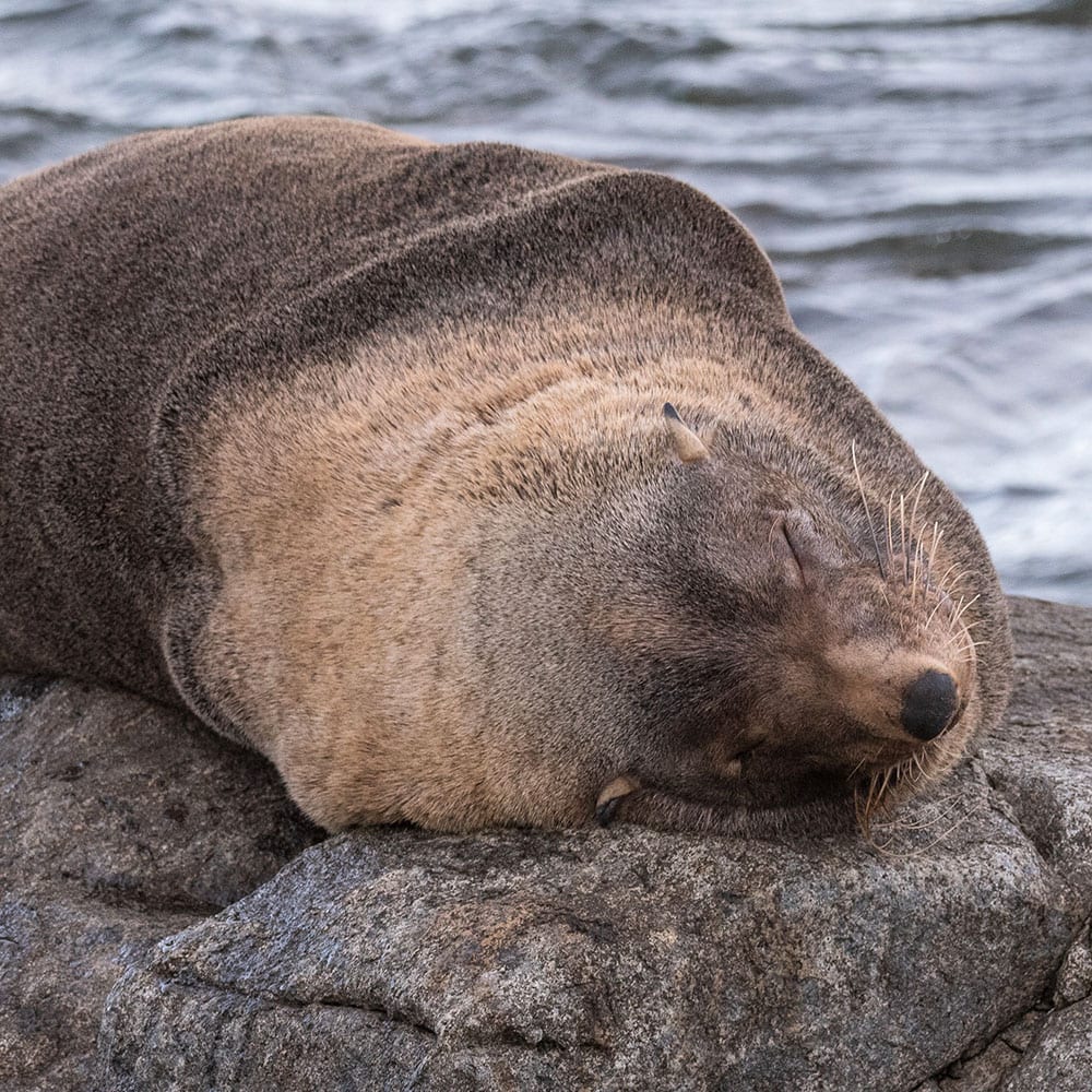 sleeping-seal