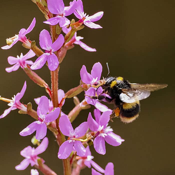 stylidium-and-bumble-bee