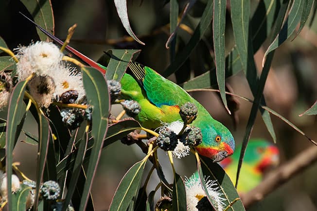 swift-parrot